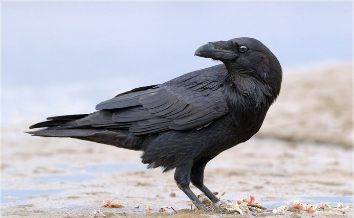 Ворон обыкновенный