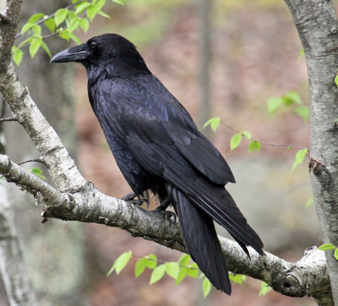 Черноспинная певчая ворона