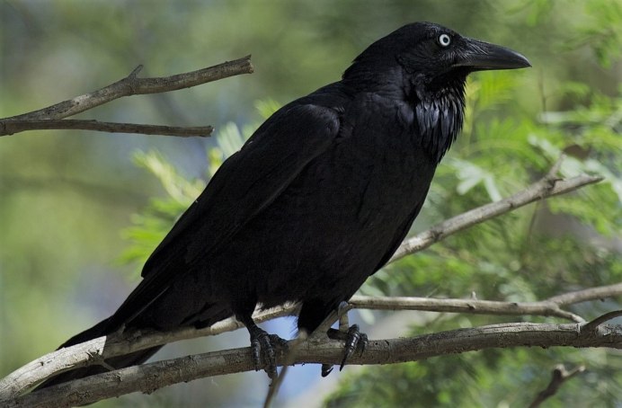 Рейвен птица