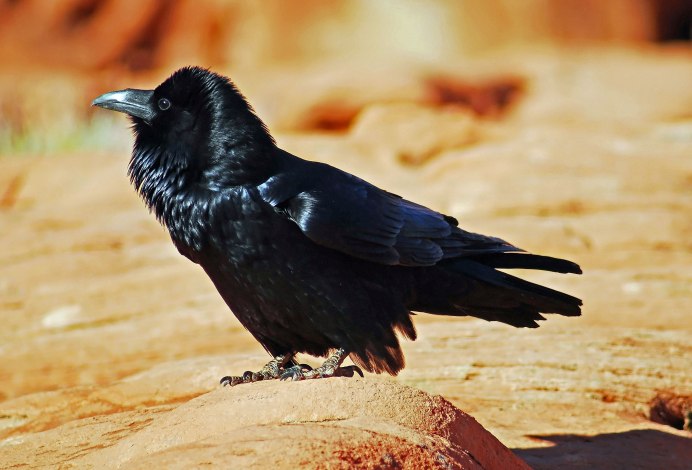 Вороний Дрозд