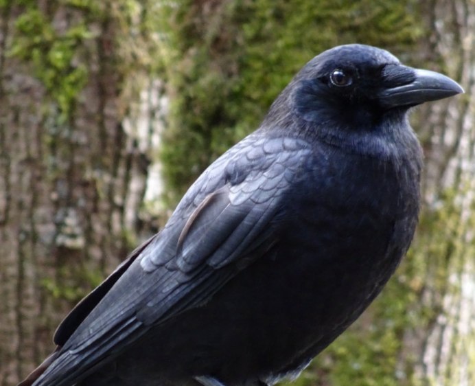Таежный ворон