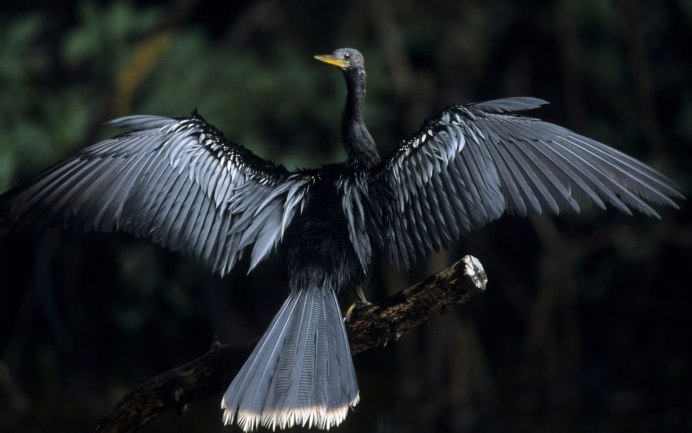 Чёрная ворона