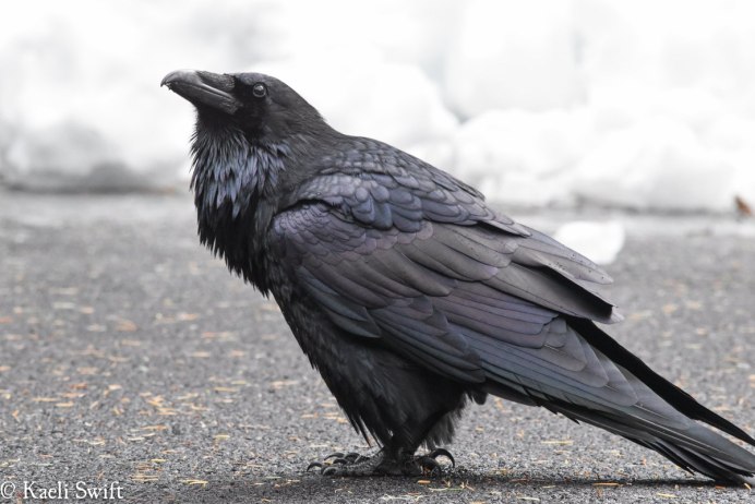 Тасманийский ворон