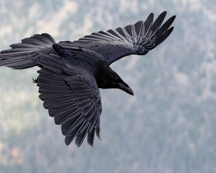 Ворона в полете
