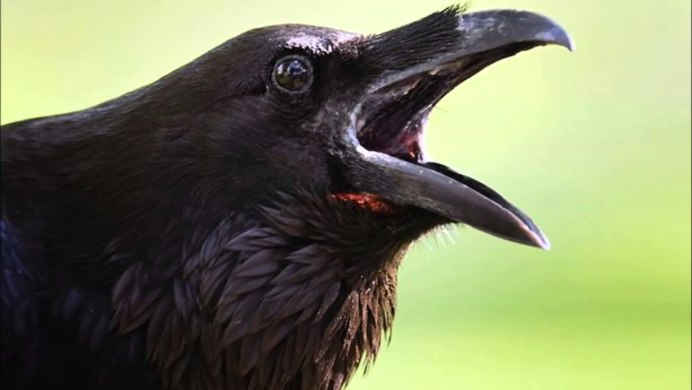 Corvus Corax Bird