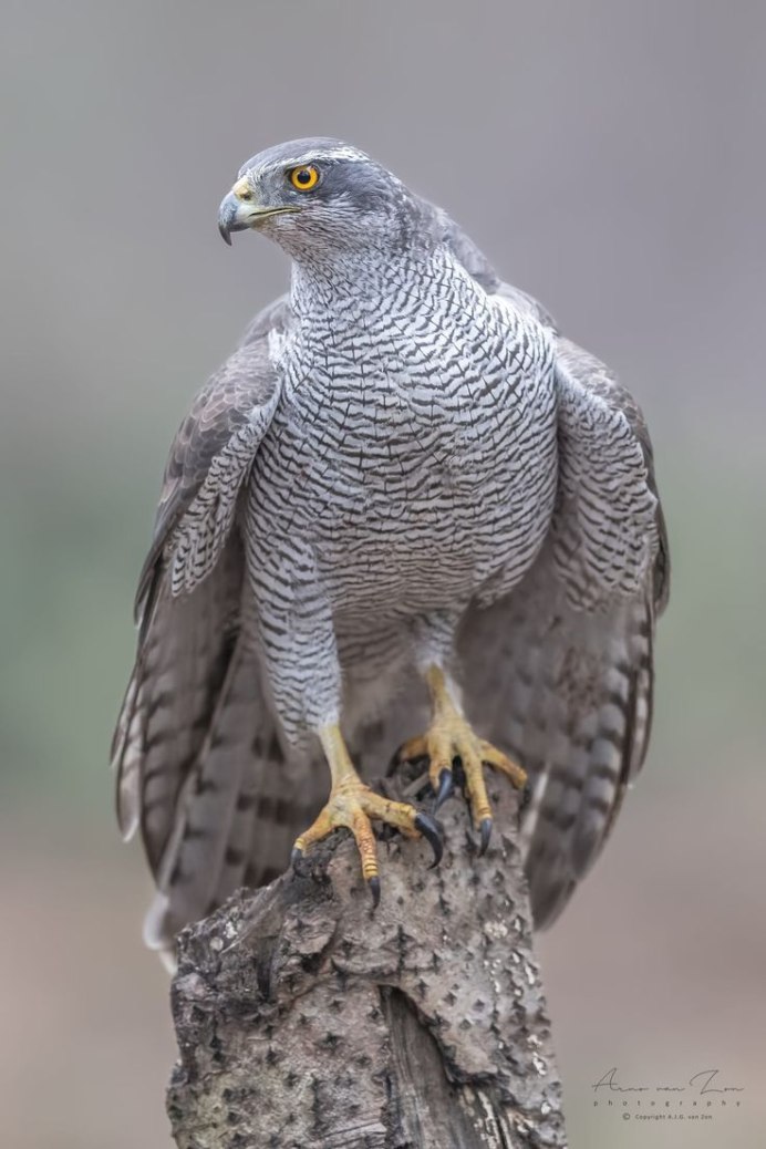 Кречет Falco rusticolus