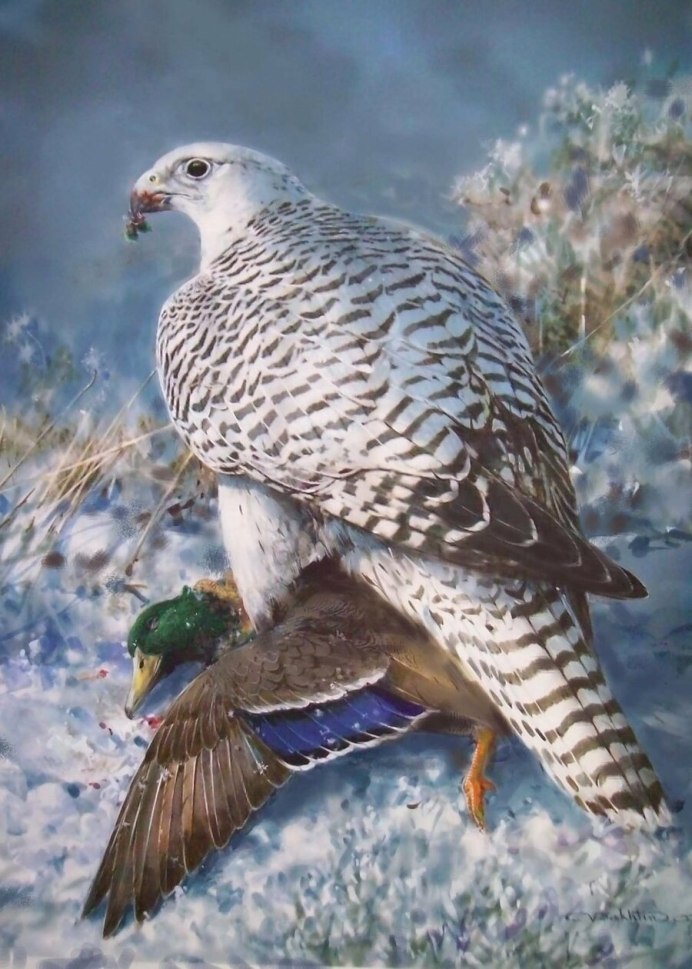 Кречет Falco rusticolus