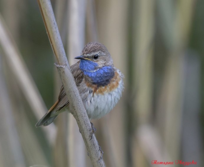 Варакушка (Luscinia svecica)
