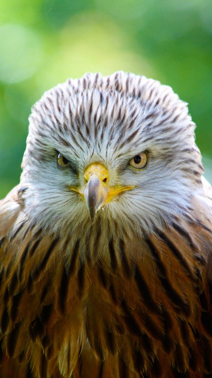 Хавк ястреб