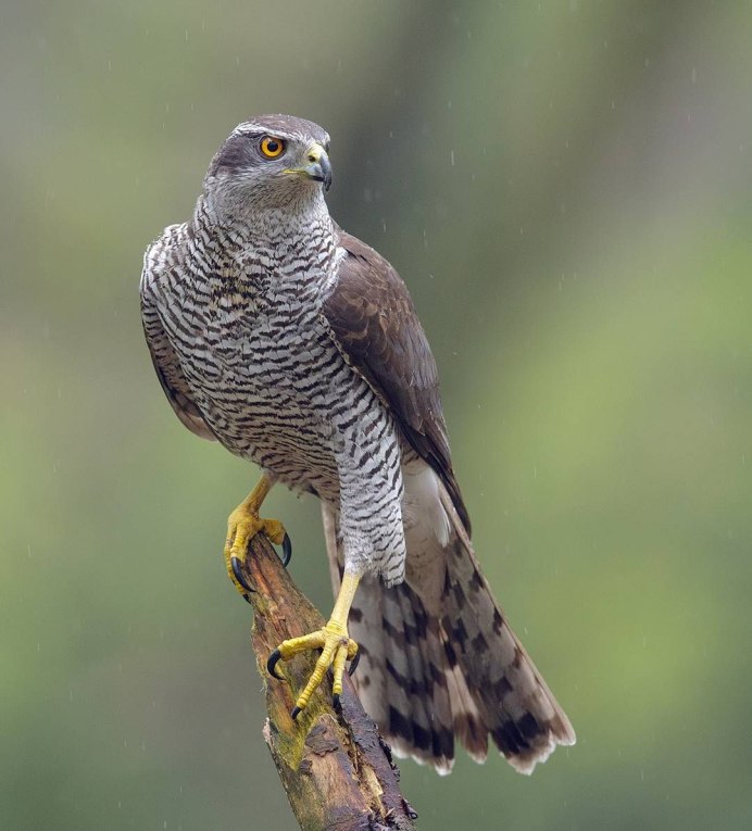 Гудзонский ястреб птица