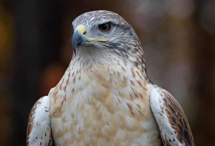 Орел перепелятник