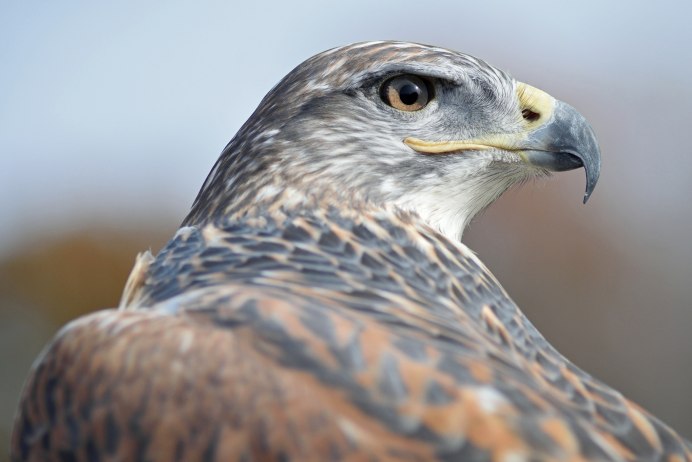 Пятнистохвостый перепелятник