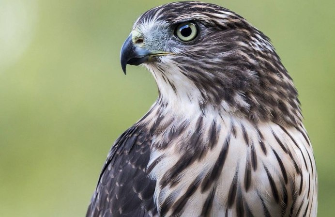 Сокол тетеревятник