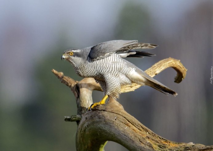 Ястреб Раптор