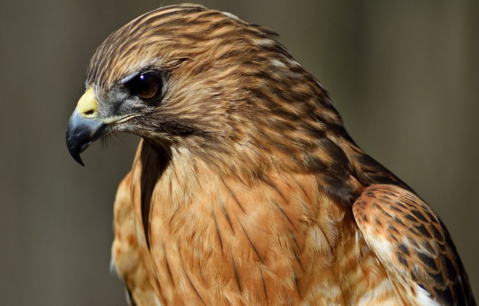 Ястреб с ястребенком