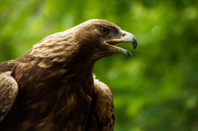 Тетеревятник (Accipiter gentilis)