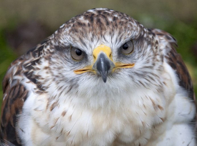 Сокол тетеревятник