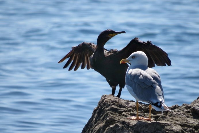 Больших Бакланов (Phalacrocorax Carbo)