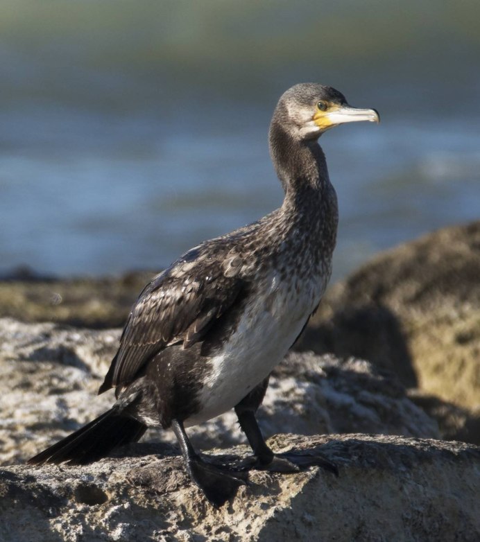 Бакланы черного моря