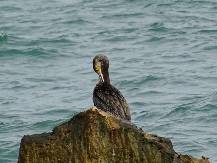 Большой Баклан Phalacrocorax Carbo