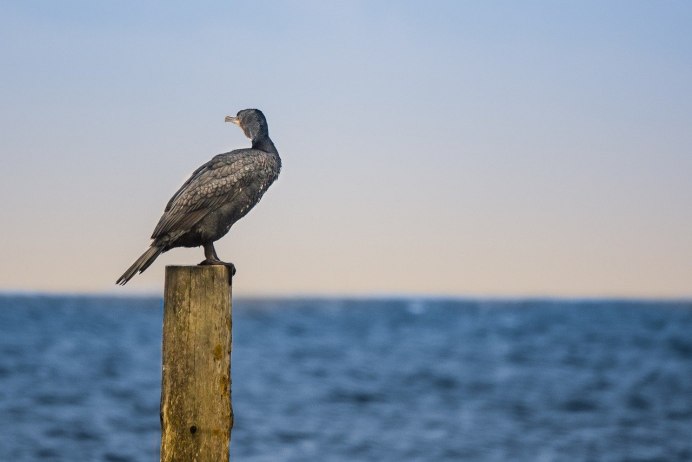 Нырок Черноморский Баклан