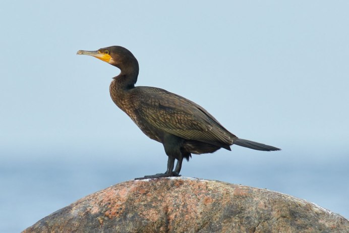 Нырок, Чайка,Баклан