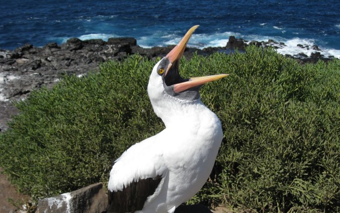 Чайковые бакланы