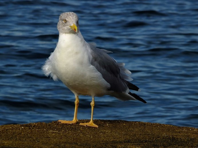 Капский Баклан