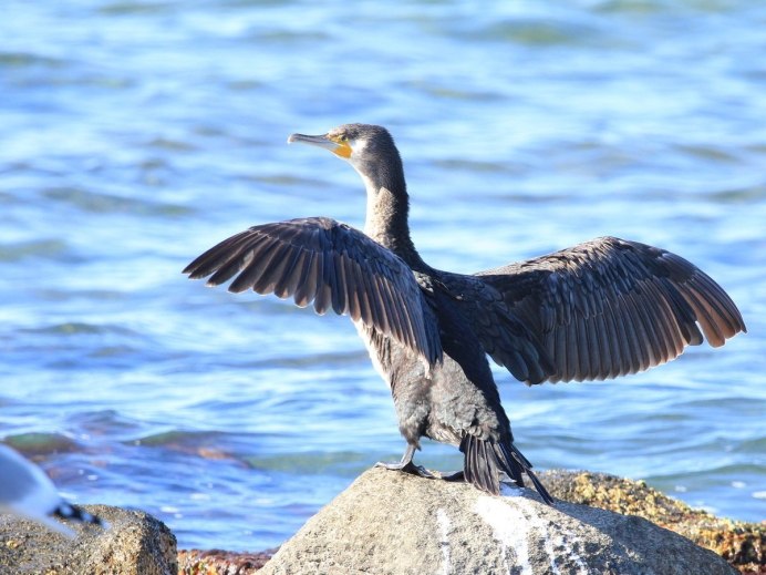 Баклан Альбатрос