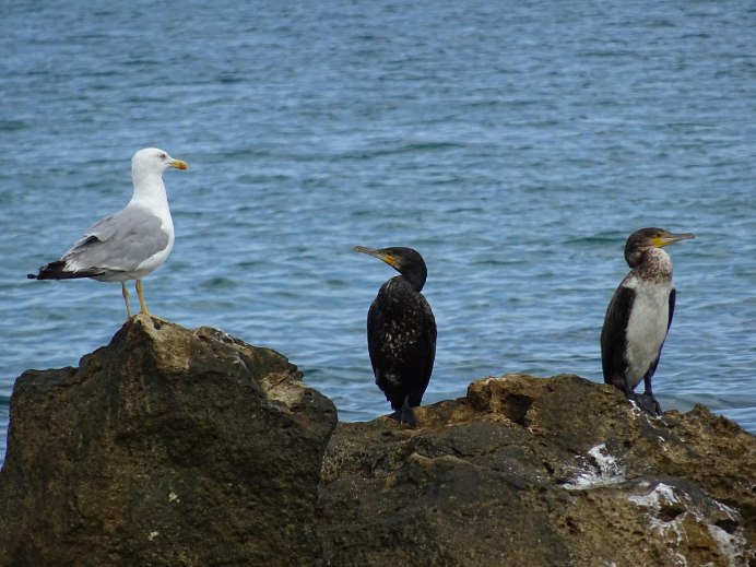 Баклан Черноморский птица