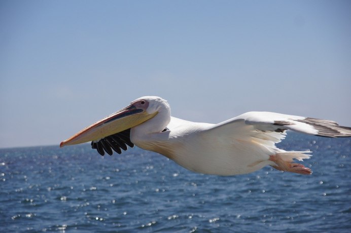 Баклан птица белый