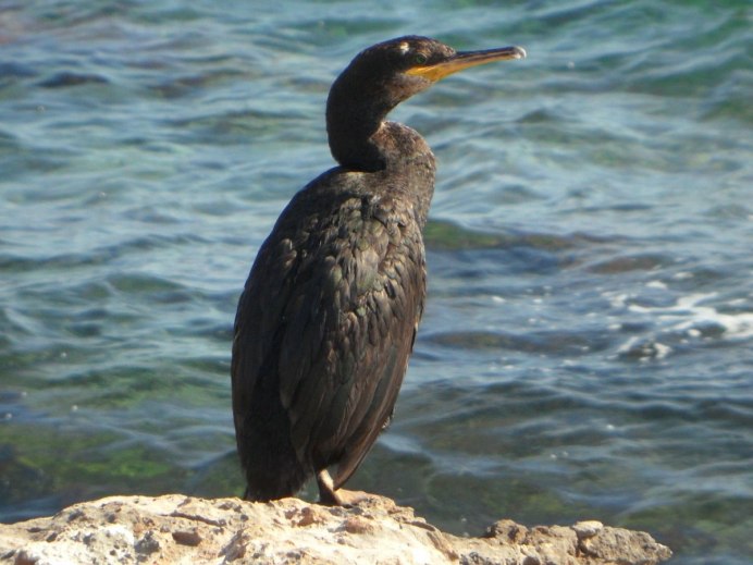 Большой Баклан Phalacrocorax Carbo