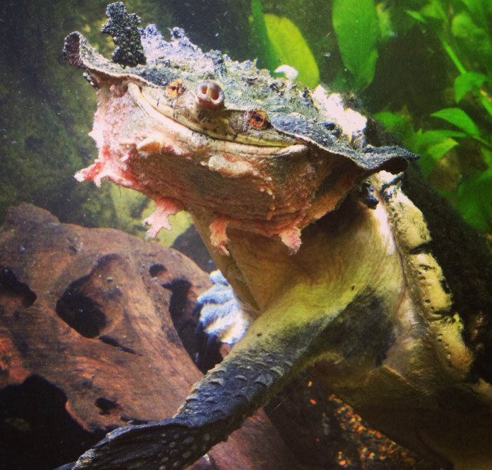 Chelus Orinocensis