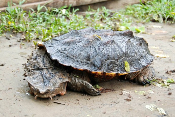 Chelus fimbriatus