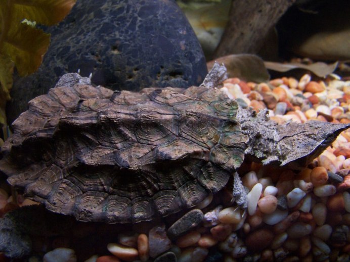 Chelus fimbriatus бахромчатая черепаха