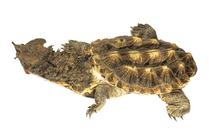 Chelus fimbriatus