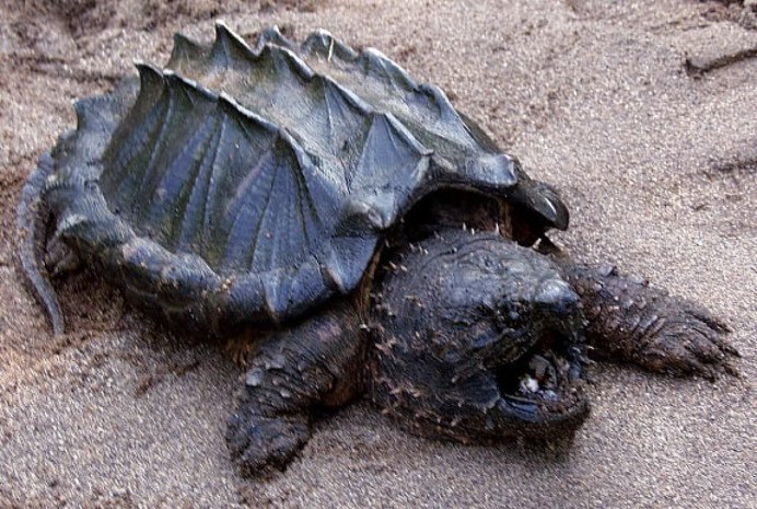 Chelus fimbriatus