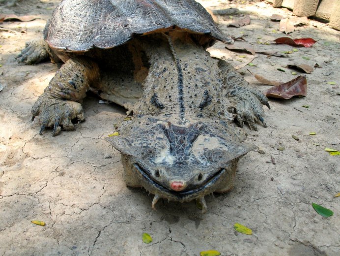 Chelus fimbriatus