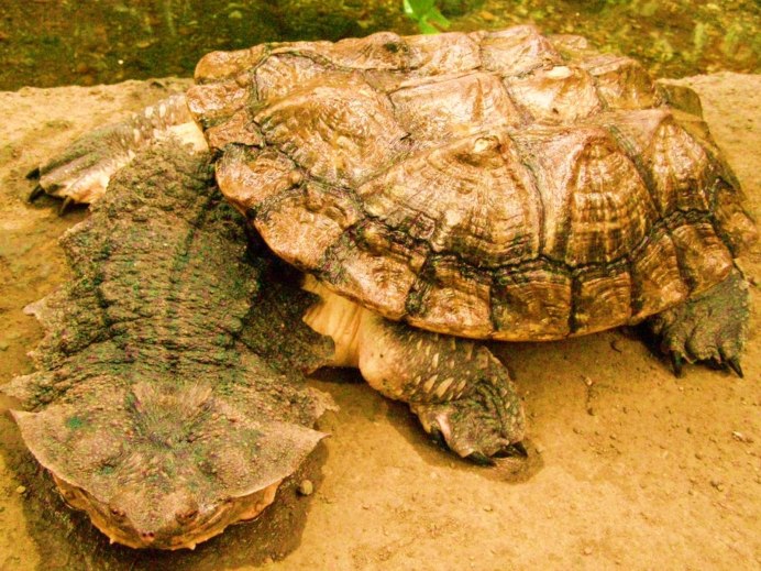 Chelus fimbriatus
