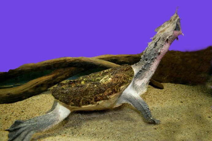 Chelus fimbriatus