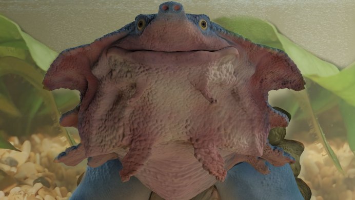 Chelus fimbriatus