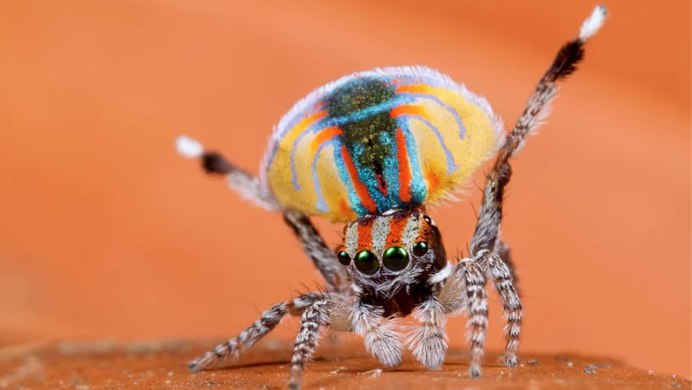 Phidippus Audax (паук-скакун)