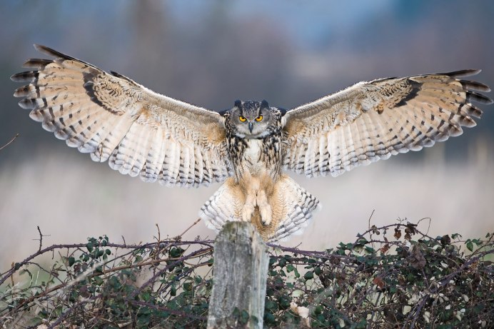 Филин обыкновенный (Bubo Bubo)
