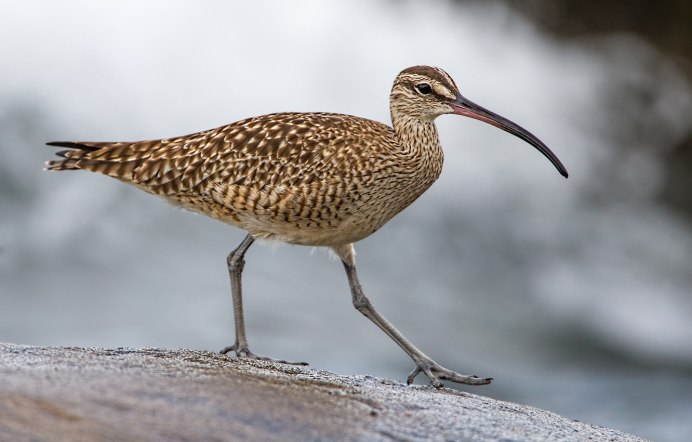 Чернозобик Calidris Alpina (Linnaeus, 1758)