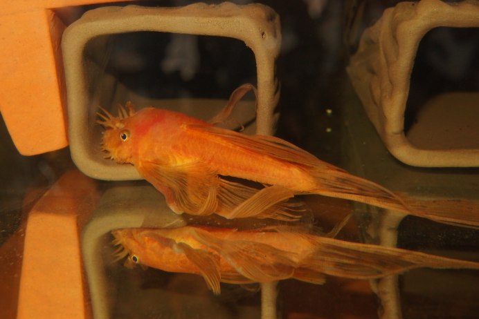 Synodontis robbianus