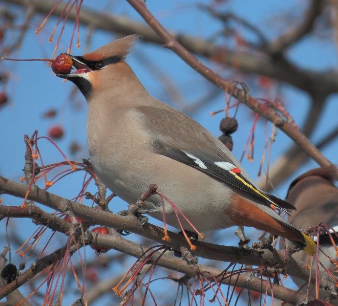 Хохлатая свиристель