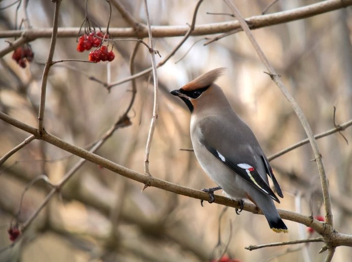 Свиристель птица