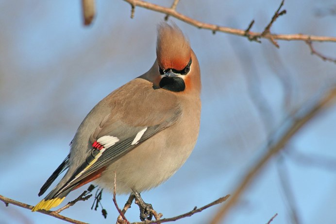 Свиристель серая