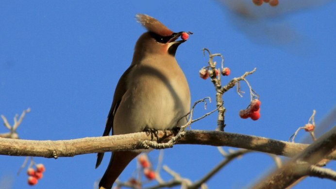 Хохлатые свиристели