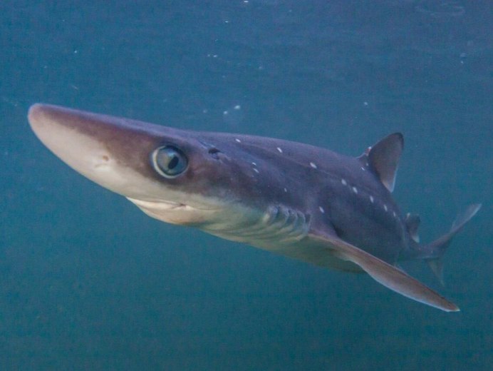 Катран обыкновенный Squalus acanthias